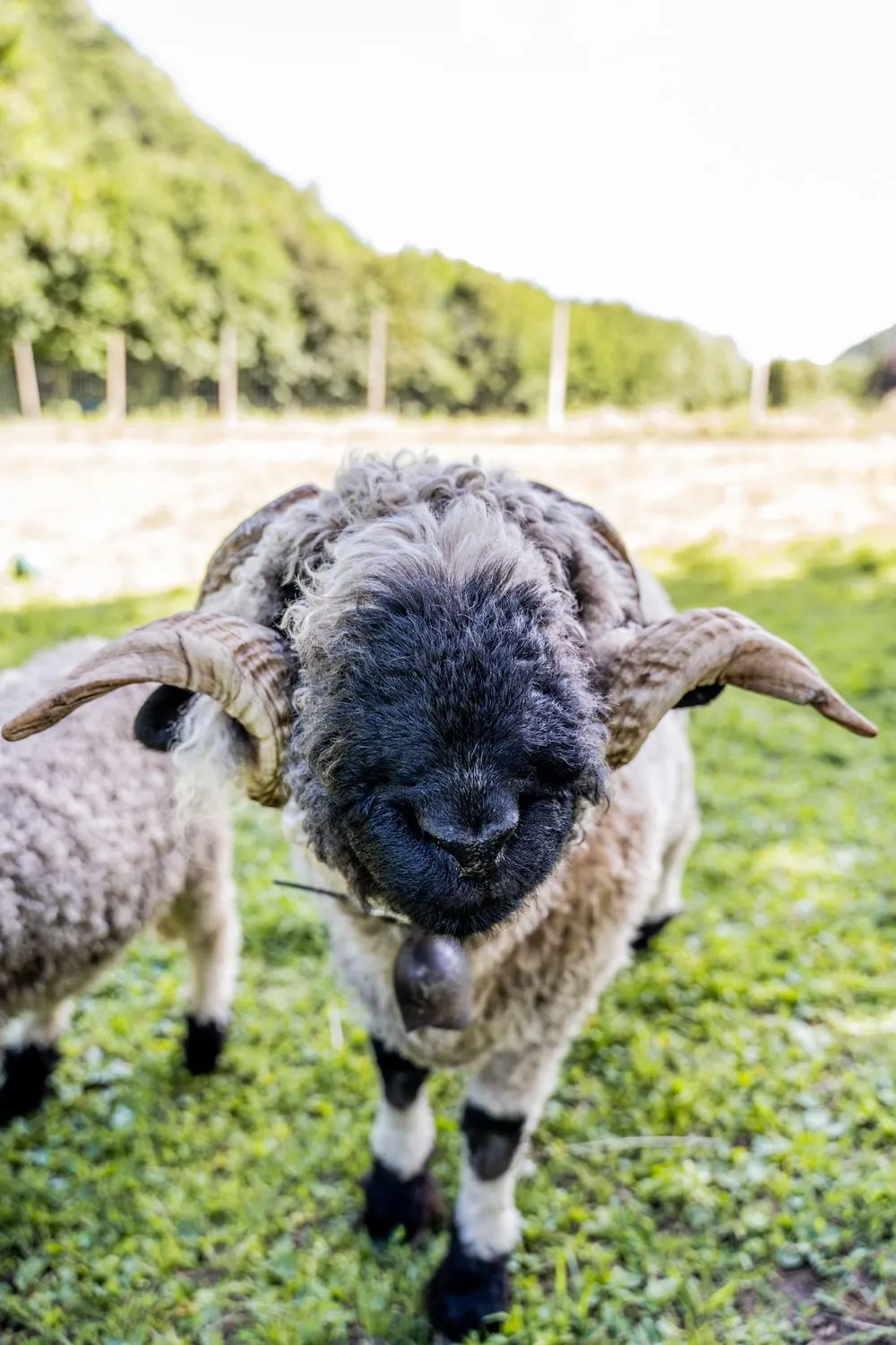Agnelli e animali della fattoria durante la colonia estiva