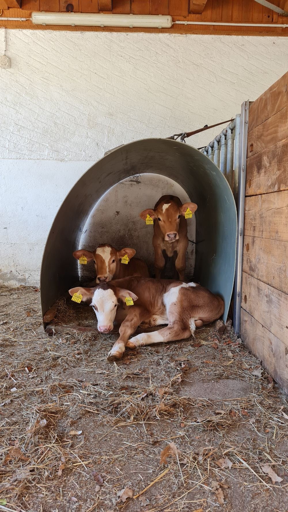 Vitelli della fattoria, protagonisti delle visite didattiche per le scuole