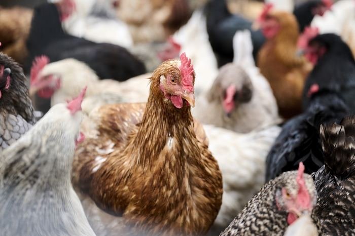 Galline della fattoria La Stala