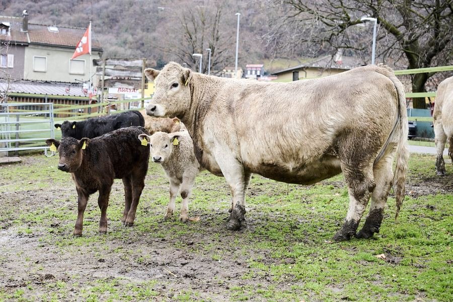 Mucche al pascolo nella fattoria La Stala