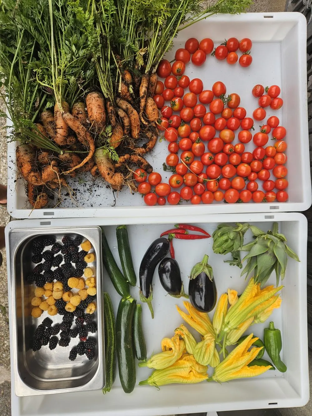 Giornata nell'orto con raccolta verdure